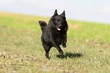 SCHIPPERKE 490